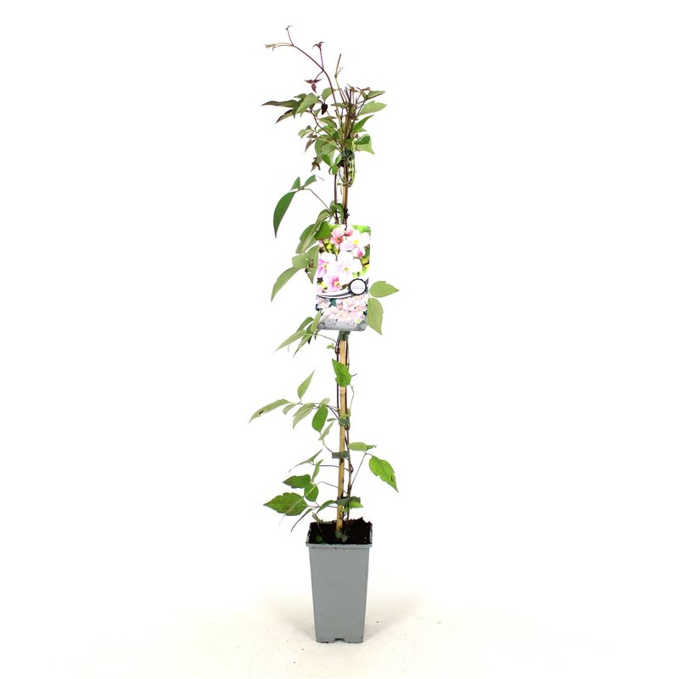 Clematis 'Mayleen' - C2 80-100 CM Stick